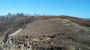 Orchard clearing.